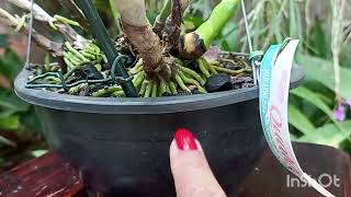 Cattleya Portia coerulea baronesa e tipo um show de belezuras 😍 [upl. by Mauricio]