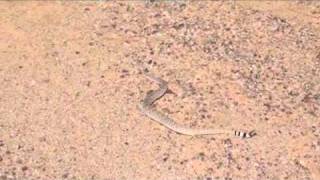 Snake Repellent Video 3 Western Diamondback Rattlesnake [upl. by Yelraf]