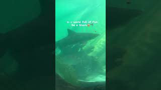 Giant Sea Aquarium । Shark 🦈 😱shorts youtubeshorts shark [upl. by Julius]