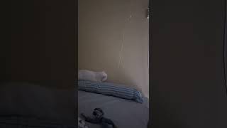 Cat Jumps and Turns off Electricity [upl. by Vikki]