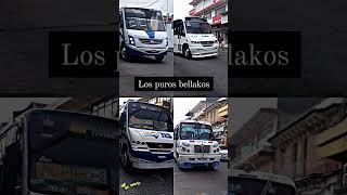 buses tuin mamalones de xalapa byy kalisElAlfaElJefeTV [upl. by Riggins]