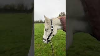 New headcollar 😍 horseeditytshortsviral [upl. by Eno]