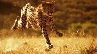 This Is Why You Cant Outrun a Cheetah  Smithsonian Channel [upl. by Allista]