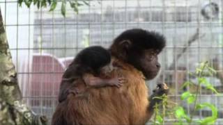 Elizabeth gives birth  newborn baby monkey [upl. by Evars]