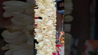 রজনীগন্ধা ফুলTuberose flowers nature shorts [upl. by Attenwad]