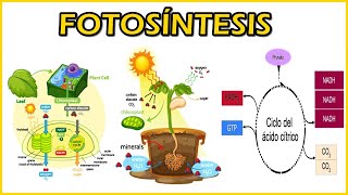 FOTOSÍNTESIS fase luminosa y oscura Respiración anaeróbica y aeróbica Fosforilación oxidativa [upl. by Matthaus]