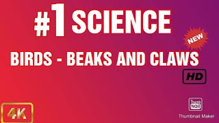 CBSE Class 4 Science Beaks and claws of birds [upl. by Winni232]