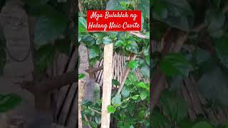 Mga Bulaklak sa Halang Naic Cavite music song pop lyrics funny cover naic cavite shorts [upl. by Norvell]