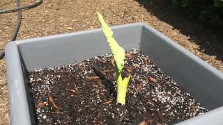 Giant Elephant Ear Growth Progress PART 1 [upl. by Ramas]