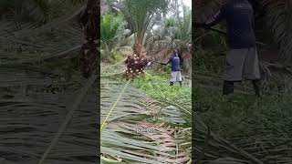 Kebablasan Pruning kelapa sawit sampai bongsai [upl. by Nolad]