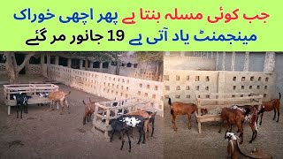 Bakriyon Par Enterotoxemia Ka Hamla  Goat Health Care Treatment Tips [upl. by Anyale285]