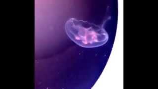 Moon Jellyfish Eating  Jellyfish Feeding [upl. by Philana]