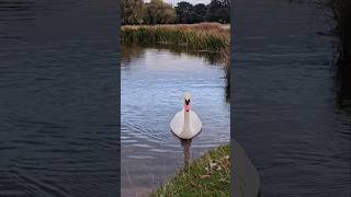 Swan song music credit StimpySimply nature feedingswans birdspecies birds swanart swanview [upl. by Brookhouse]