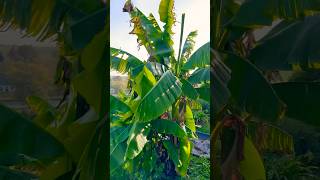 Winterharte Bananen vermehren garden garten banane pflanzen propagation nature banana [upl. by Naiditch]