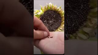 Grow Sunflowers FAST 🌻 Seed to Sprout in DAYS 🌱 GardeningTips SunflowerMagic Seeds [upl. by Lasorella]