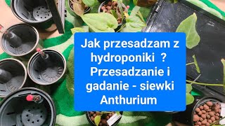 Jak przesadzam z hydroponiki Przesadzanie na ekranie i gadanie  siewki Anturium [upl. by Favianus]