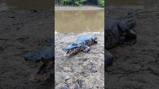 🇧🇴 Amazon Pampas Tour 🐊 [upl. by Kohsa246]