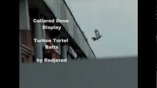 Slowmotion Collared Dove Display  Turkse Tortel Balts [upl. by Dnomyaw]