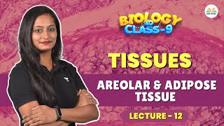 Tissues  Areolar amp Adipose Tissue  Lecture 12  Biology  Class 9  CBSE Special [upl. by Taddeo293]