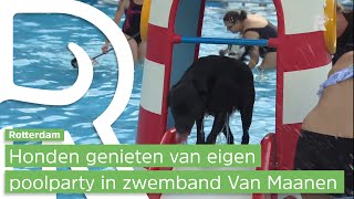 Honden genieten van eigen poolparty in Rotterdam [upl. by Adnamas600]