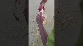 Fishing Reels virel videos Net Fishing fishhunting2 fishing fish [upl. by Jeramey809]