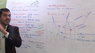 L2 Receptor and its types plus receptors in skin [upl. by Fawna933]