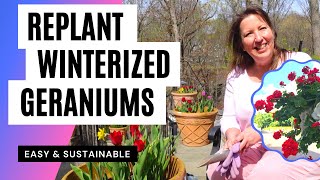 Replant Overwintered Geraniums Quick Easy Sustainable Gardening Hack for NonStop Flower Display [upl. by Odlaw]