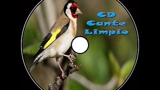 Jilguero Cante Limpio [upl. by Nosredneh915]