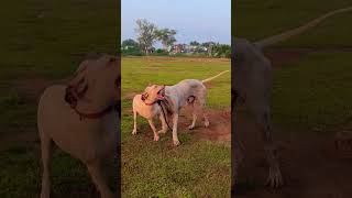 Bully Kutta in Chennai  bullykutta doglover rottweilerlove tamilsongs music tamil [upl. by Amikat]