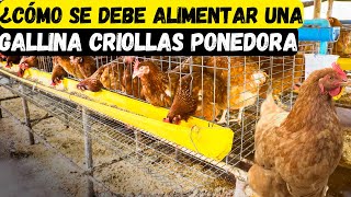 ¿Cómo se debe alimentar una gallina criollas ponedora [upl. by Card]