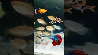 Gourami Fish Tank Mates 😍 aquarium mollyfish tankmate minivlog petsvlog shorts [upl. by Faulkner506]