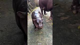 Why this Hippo famous shorts shortsfeed animals science facts funny ytshorts explore [upl. by Yrrac]