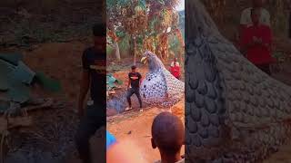 Ugo masquerade at ofala nkpor anambra state culture comedyvideo nigerianculture igboamaka [upl. by Hearsh]