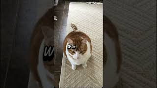 Kolońska i ślugi Liwiakot sanah cats shorts like subscribe kom foryou viralvideo capcup [upl. by Aserat]