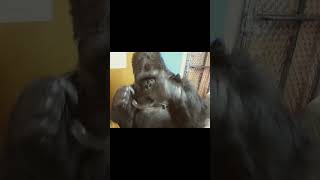 Kokoing up a conversation the incredible story of the talking gorilla [upl. by Suoicul]