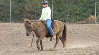 What Gait is this Icelandic Horse Doing [upl. by Seugirdor]