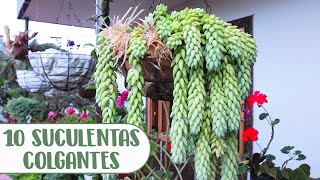 10 SUCULENTAS COLGANTES QUE DEBES TENER EN TU JARDÍN│Candy Bu [upl. by Paulita]