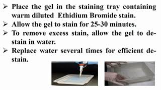 Staining Agarose Gel with Ethidium Bromide After Finishing Electrophoresis Running [upl. by Kifar930]