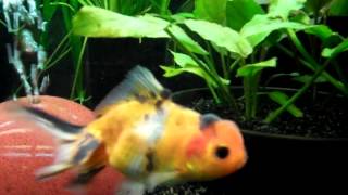 Repashy Soilent Green First Time Feeding To Fancy Goldfish [upl. by Pascia276]