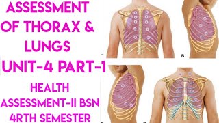 Assessment of Thorax amp LungsPart1Unit4Health AssessmentIIBsn 4rth semesterin UrduEnglish [upl. by Allen]