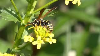 Asian Paper Wasp Queen Visits Bittercress Flowers [upl. by Irej]