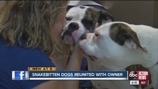 Snakebitten dogs reunited with owner [upl. by Acitel]