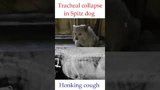 Tracheal collapse in a Spitz doghonking coughtracheal narrowingdrrbkushwaha [upl. by Nessah]