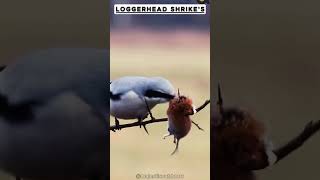 The Butcher Birds Shocking Hunting Secret Revealed wildlife nature birds [upl. by Blanding]