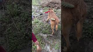 Puppy Found Abandoned In A Tornado  The Dodo [upl. by Anselme]