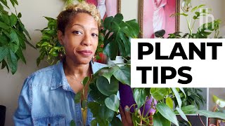 5 Easy Houseplants for Beginners [upl. by Mame601]