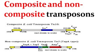 Composite and noncomposite transposons [upl. by Body]