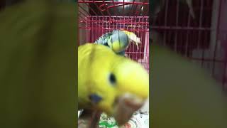 🥰💞birds lovebirds cute [upl. by Anitsej]