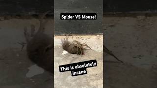 Spider devours mouse in absolutely insane encounter [upl. by Jessamine]