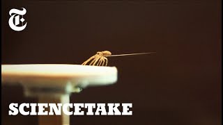 How Spiders Use Silk to Fly  ScienceTake [upl. by Asyral143]